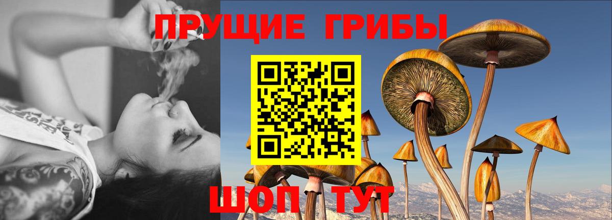 Псилоцибиновые грибы Psilocybe  Вход с VPN  Похвистнево  Псилоцибиновые грибы Cubensis 